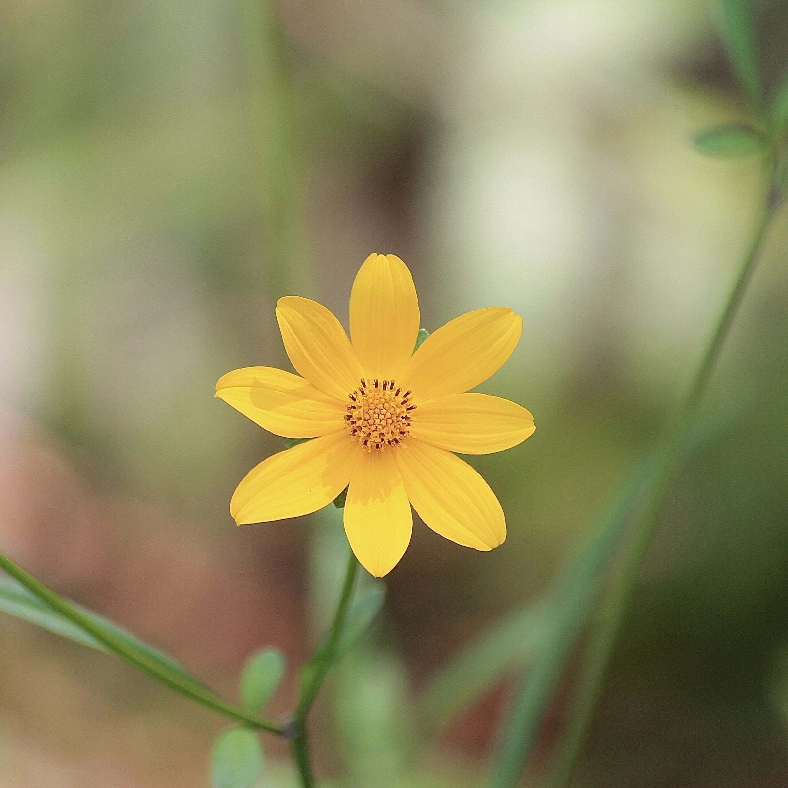 Beggarticks Species, photo by Farren Rossman