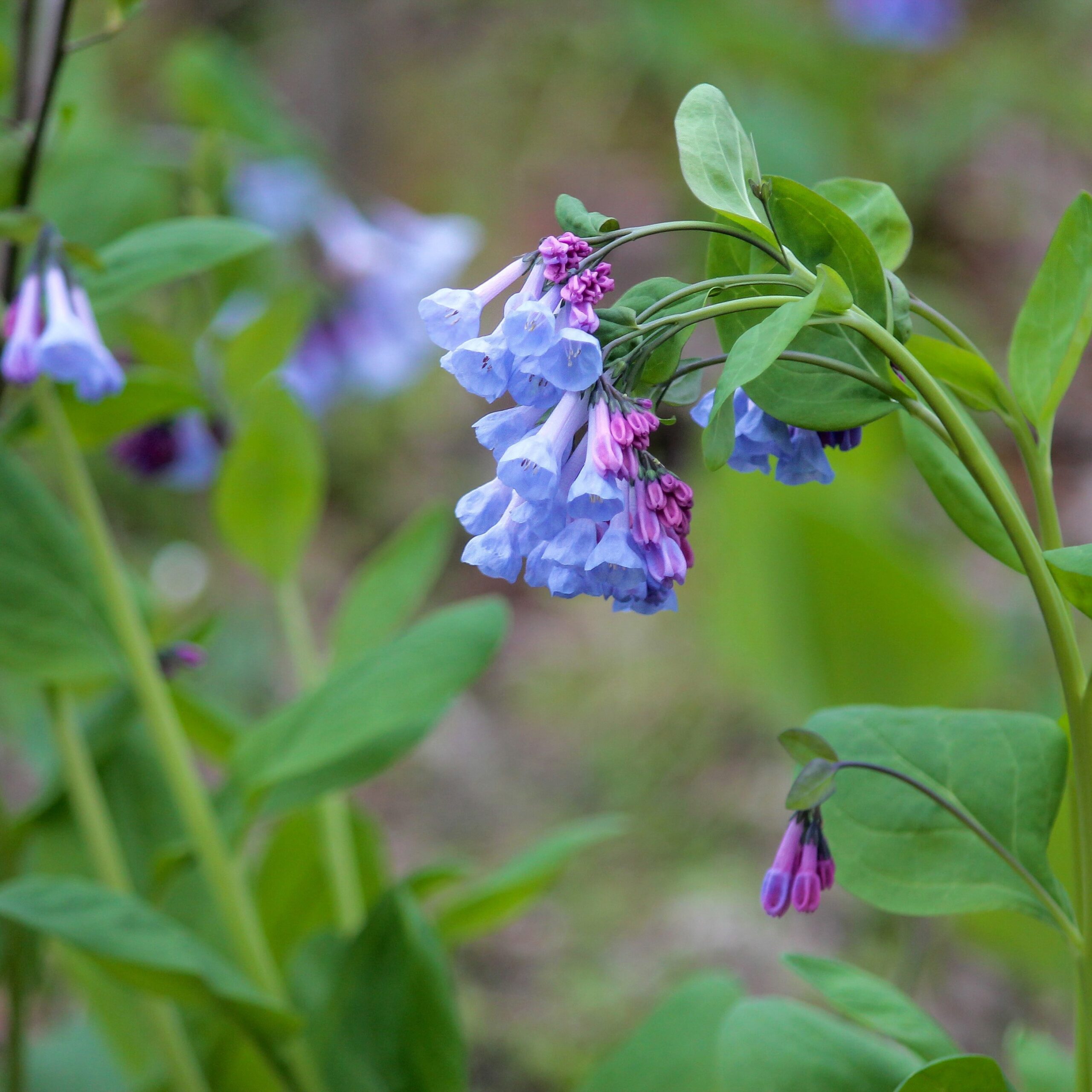 Virginia Bluebells, photo by Farren Rossman