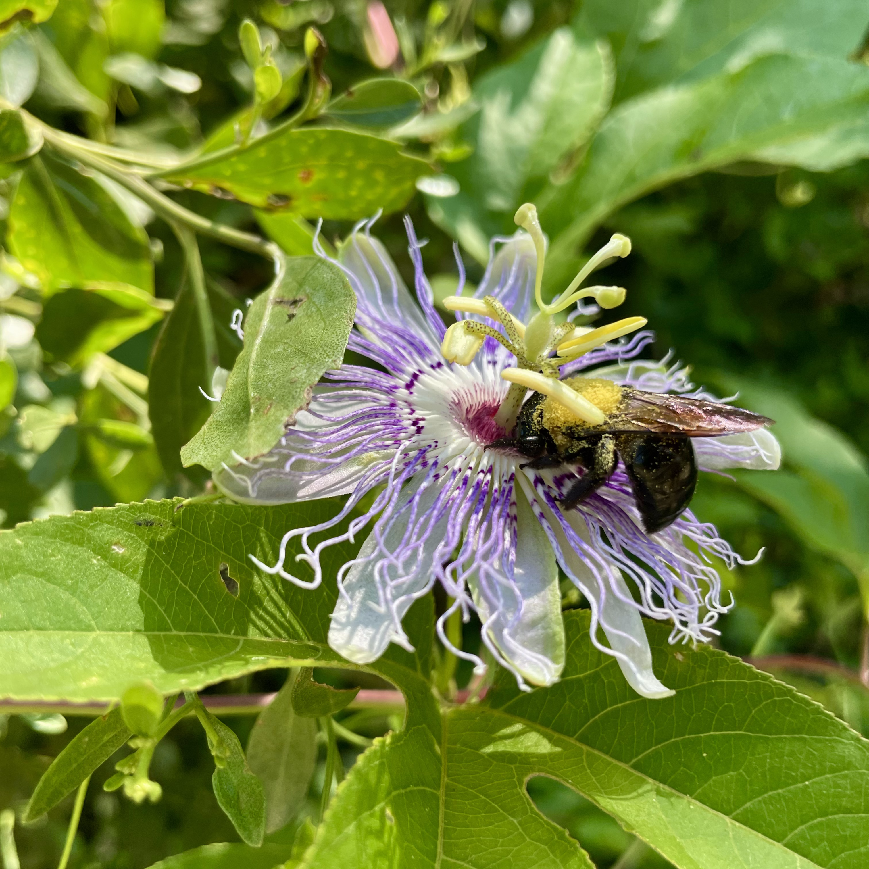 Bumblebee species collects pollen from a blooming Purple Passionflower.