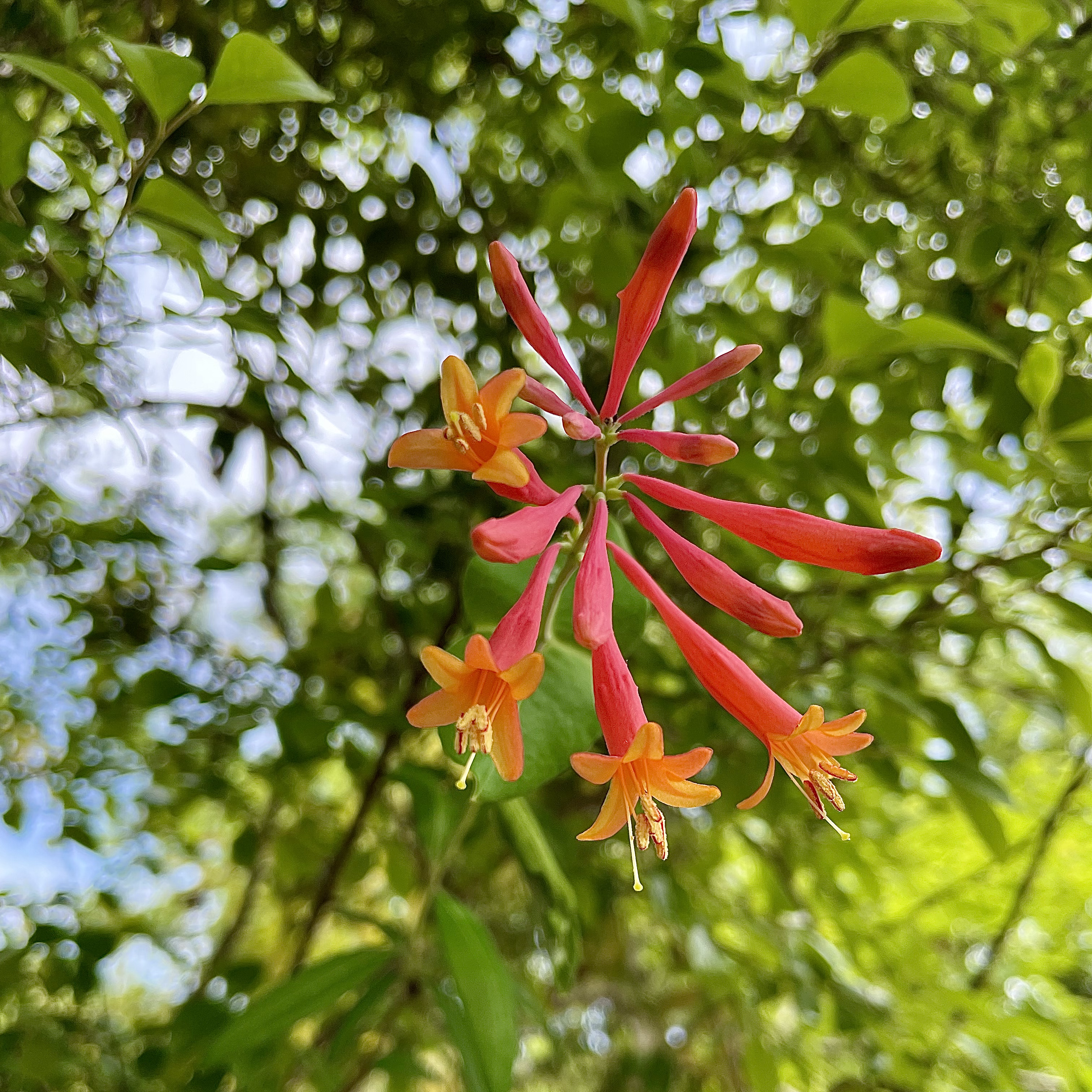 Coral Honeysuckle vine blooms tubular, orange and red blossoms.