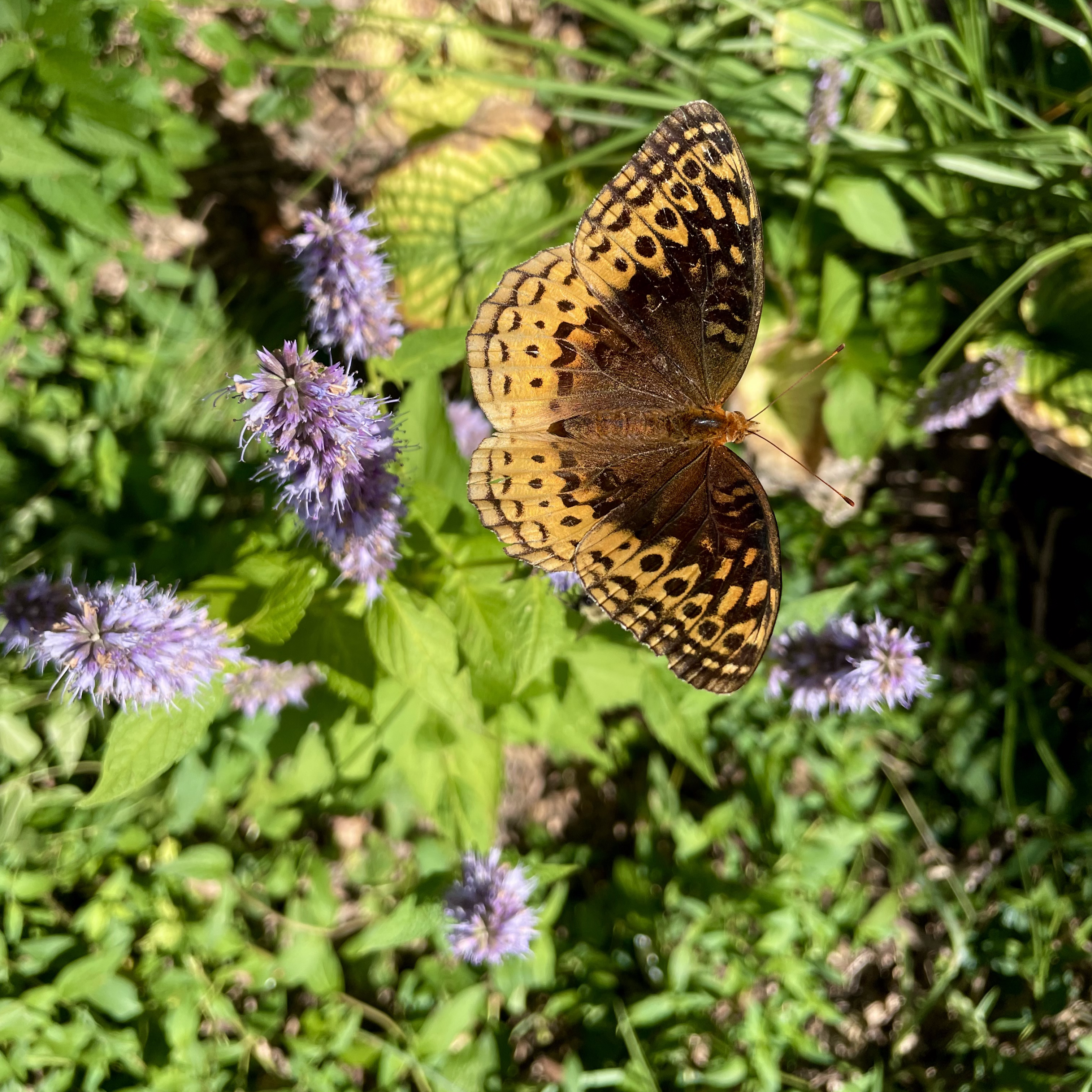 Great Spangled Fritillary butterfly sits with open wings on a Hyssop species.