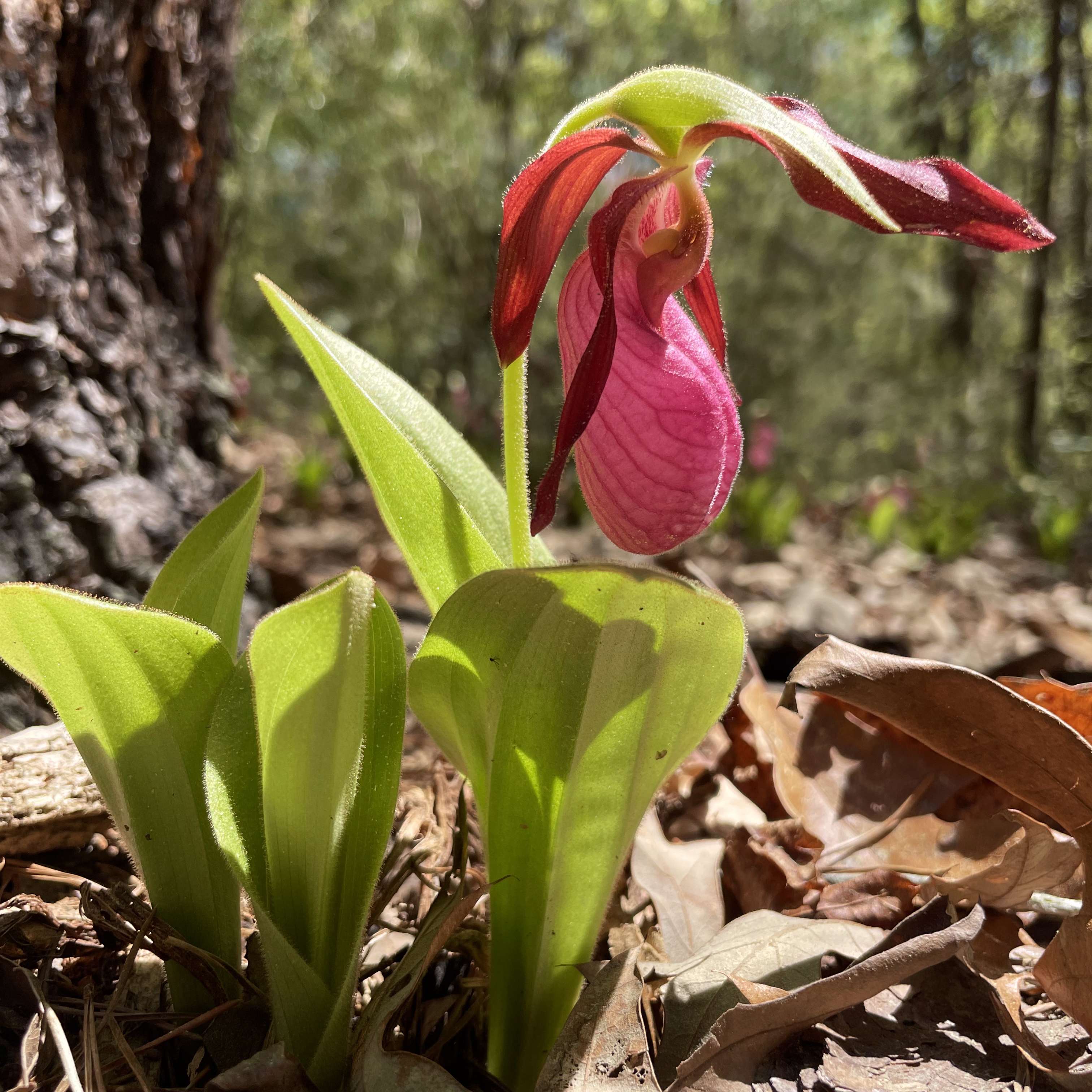 Pink Lady Slipper in bloom.