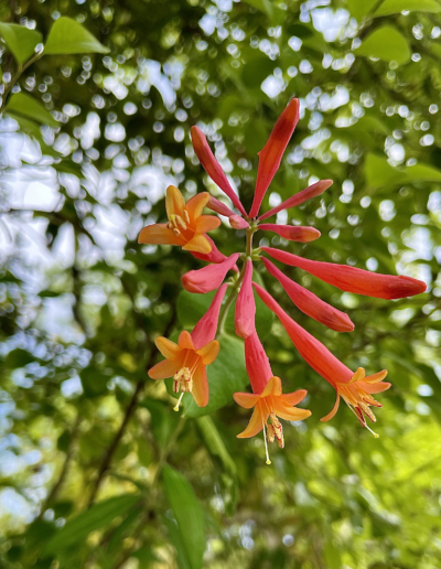 Coral Honeysuckle vine blooms tubular, orange and red blossoms.