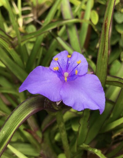 Virginia Spiderwort blooms a purple blossom.